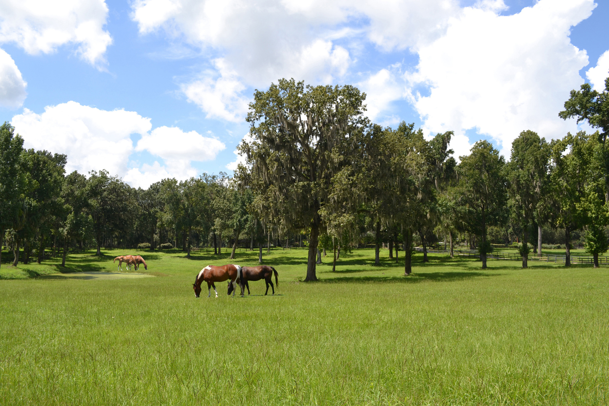 OCALA-HORSE-FARM